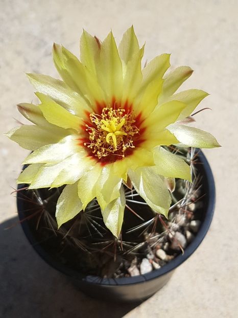  - Ferocactus