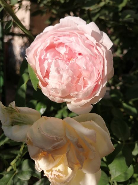 St Swithun - Colecția mea de trandafiri