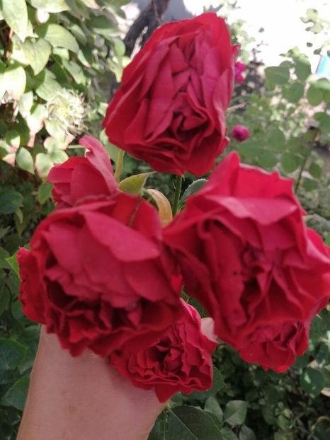  - Colecția mea de trandafiri