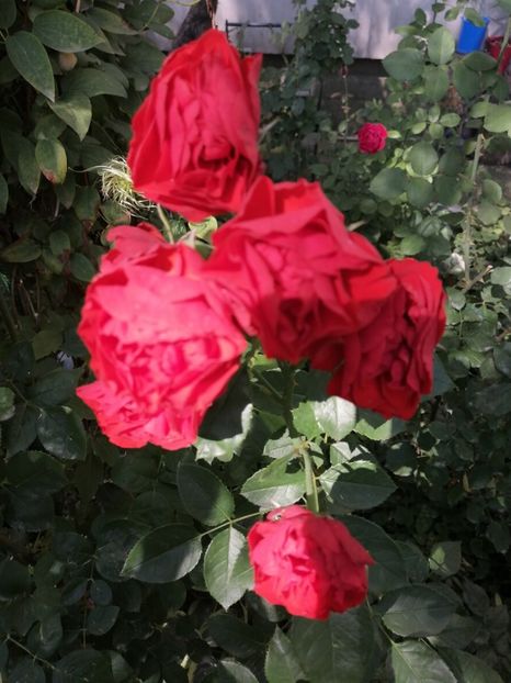  - Colecția mea de trandafiri