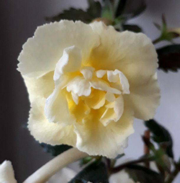  - Yellow English Rose