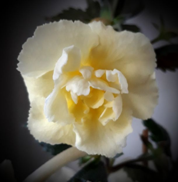  - Yellow English Rose