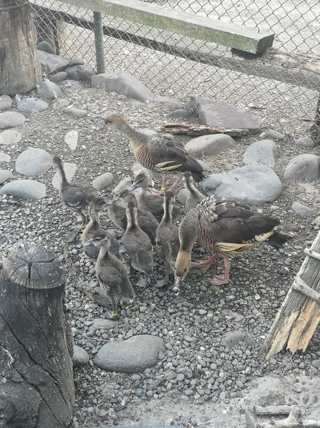  - Gisca Fluieratoare Cu Secera