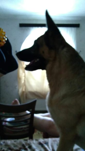 si vrea mingea - Aki