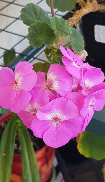 Blue Wonder - Muscate de colectie 2020