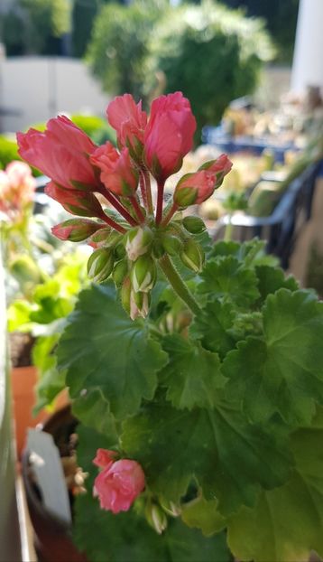 Marie Louise - Muscate de colectie 2020