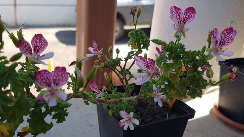 Eskay Saar - Muscate de colectie 2020