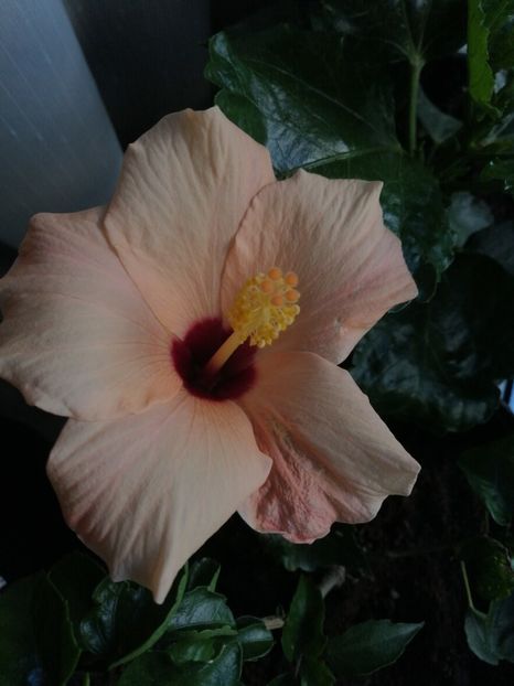  - Hibiscus