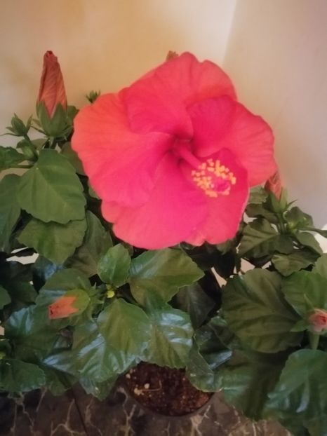  - Hibiscus cadou