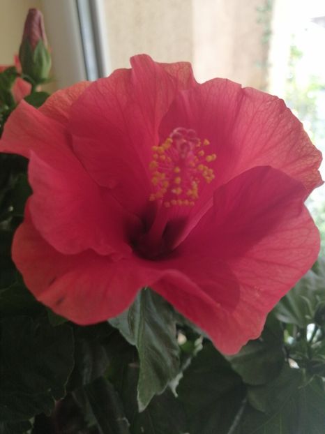  - Hibiscus cadou