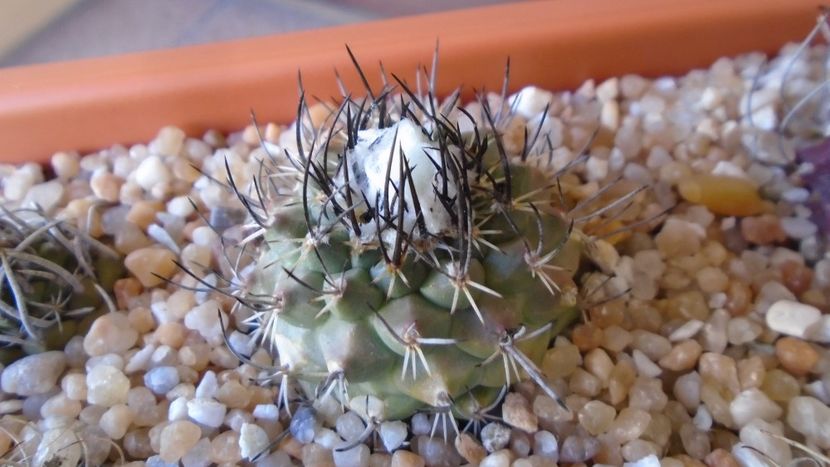 Turbinicarpus viereckii - Cactusi 2020 evolutie vara bis