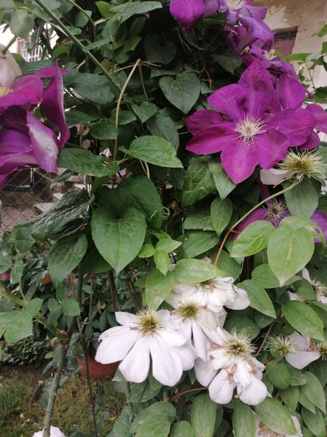Miss Batteman - Clematite