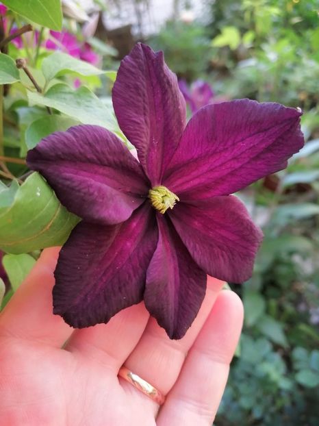  - Clematite