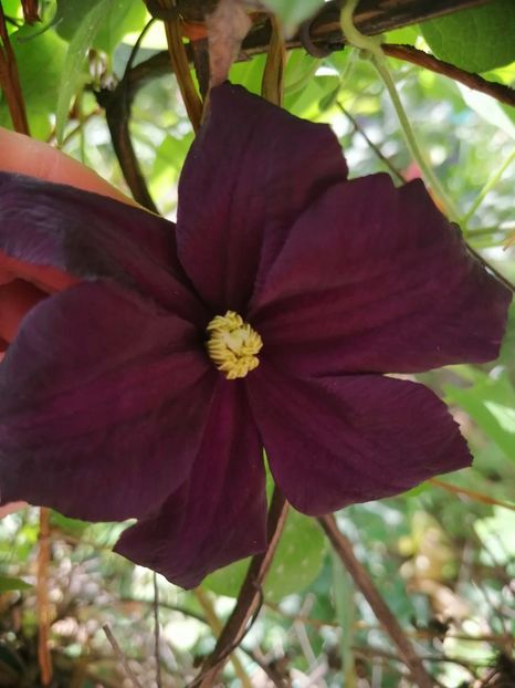  - Clematite