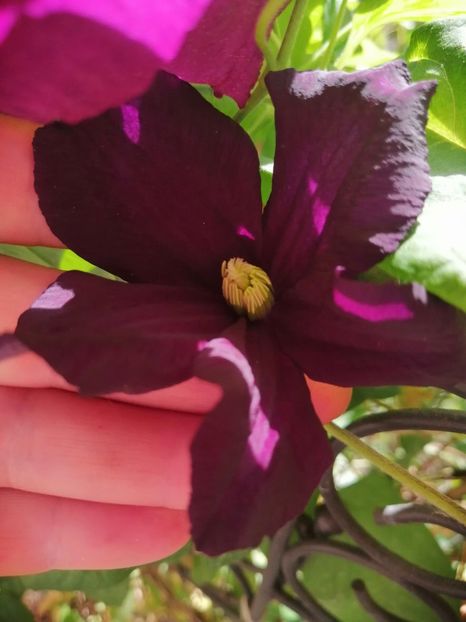  - Clematite