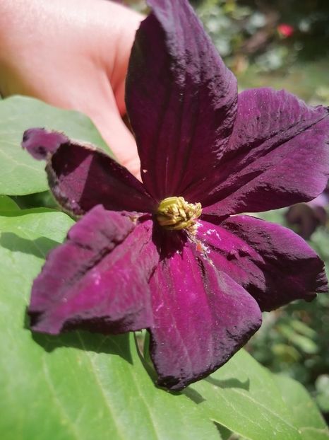 - Clematite
