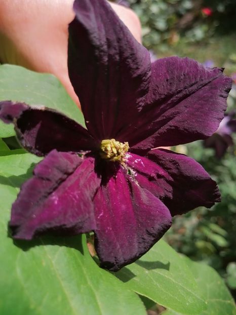  - Clematite