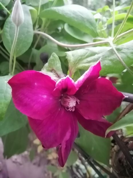  - Clematite
