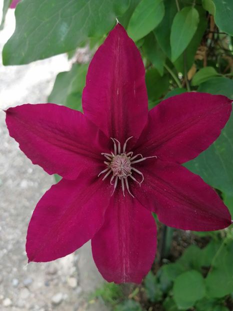  - Clematite