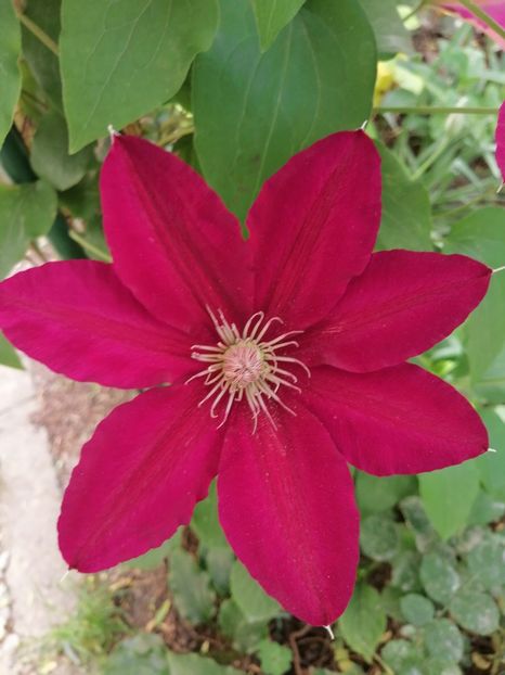  - Clematite