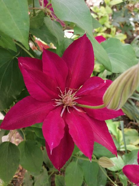 Rebecca - Clematite