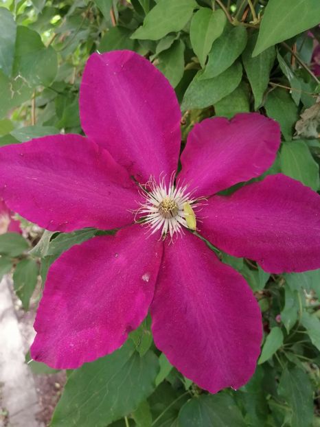  - Clematite