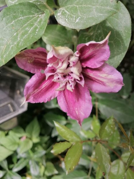  - Clematite