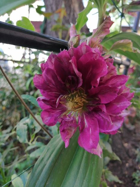 - Clematite