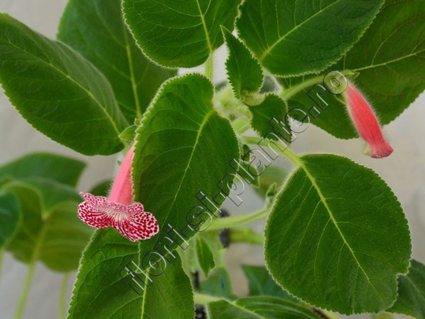 Kohleria Luci s Rays - KOHLERIA II 3