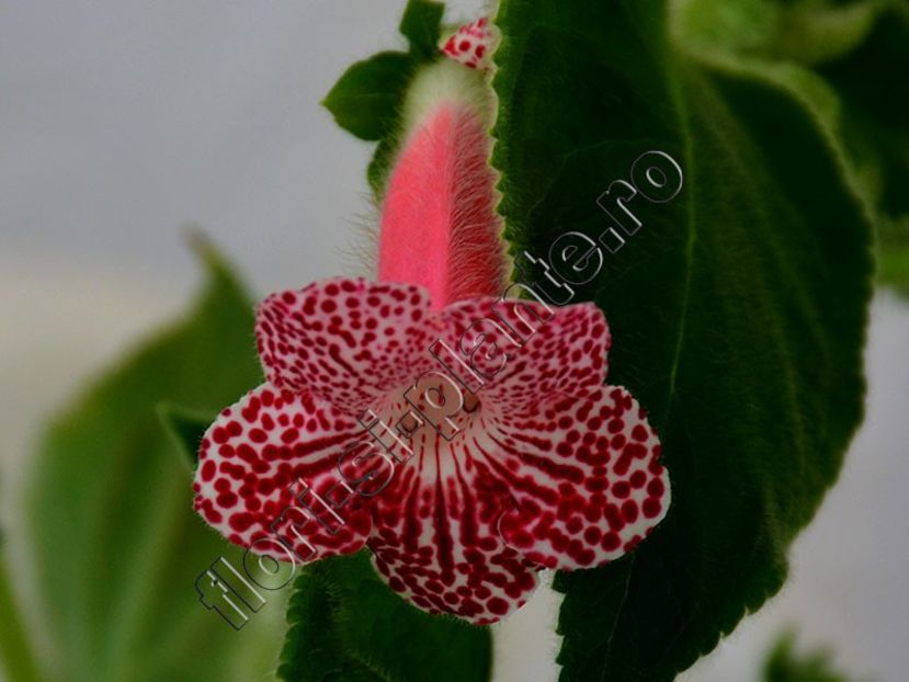 Kohleria Luci s Rays - KOHLERIA II 3