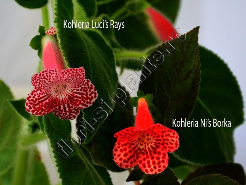 Kohleria Luci s Rays si Borka - Comparatie nuante de rosu - KOHLERIA II 3