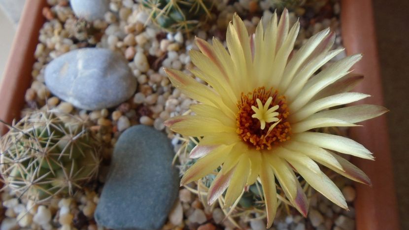 Coryphantha maiz-tablasensis - Cactusi 2020 evolutie vara bis