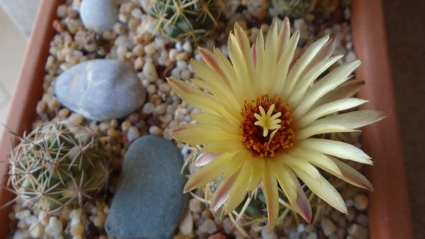 Coryphantha maiz-tablasensis - Cactusi 2020 evolutie vara bis