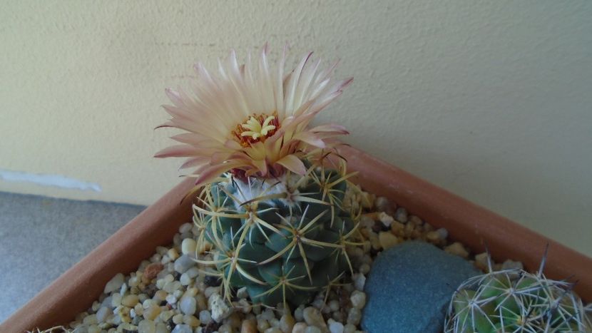 Coryphantha maiz-tablasensis - Cactusi 2020 evolutie vara bis