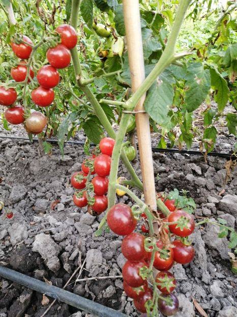  - SEMINTE ROSII - T 612 BELLE BACCHANTE