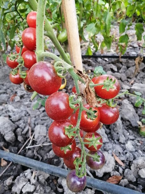  - SEMINTE ROSII - T 612 BELLE BACCHANTE