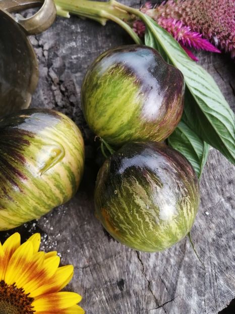  - SEMINTE ROSII - T 514 REBEL STARFIGHTER VT 16