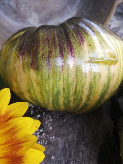  - SEMINTE ROSII - T 514 REBEL STARFIGHTER VT 16