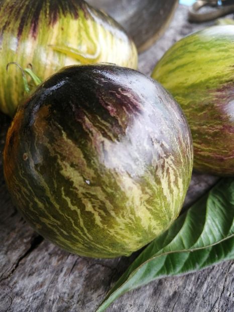  - SEMINTE ROSII - T 514 REBEL STARFIGHTER VT 16