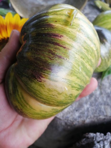  - SEMINTE ROSII - T 514 REBEL STARFIGHTER VT 16