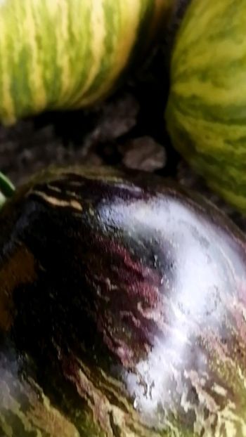  - SEMINTE ROSII - T 514 REBEL STARFIGHTER VT 16