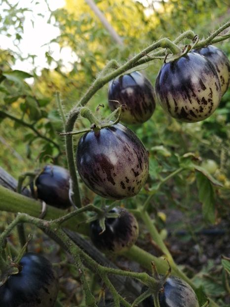  - SEMINTE ROSII - T 548 KALEIDOSCOPIC JEWEL