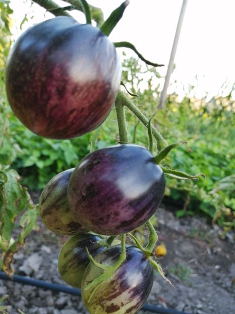  - SEMINTE ROSII - T 548 KALEIDOSCOPIC JEWEL