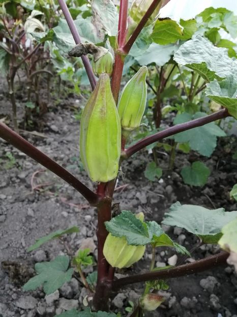  - SEMINTE BAME - D 128 HILL COUNTRY HEIRLOOM RED OKRA