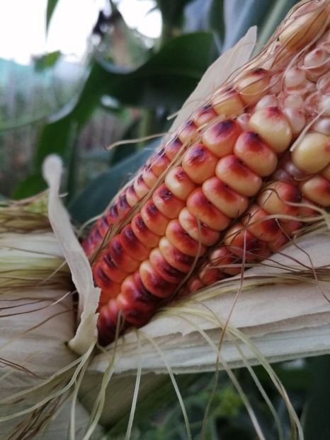  - SEMINTE PORUMB - P 36 ROSTRATO ROSSO DI ROVETTA ID - MORO BATTISTA