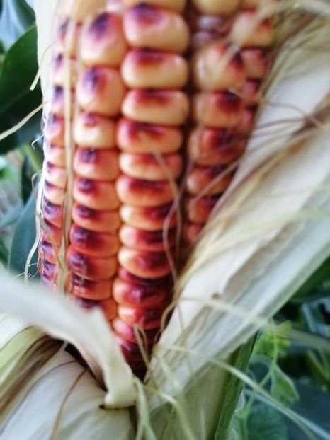  - SEMINTE PORUMB - P 36 ROSTRATO ROSSO DI ROVETTA ID - MORO BATTISTA