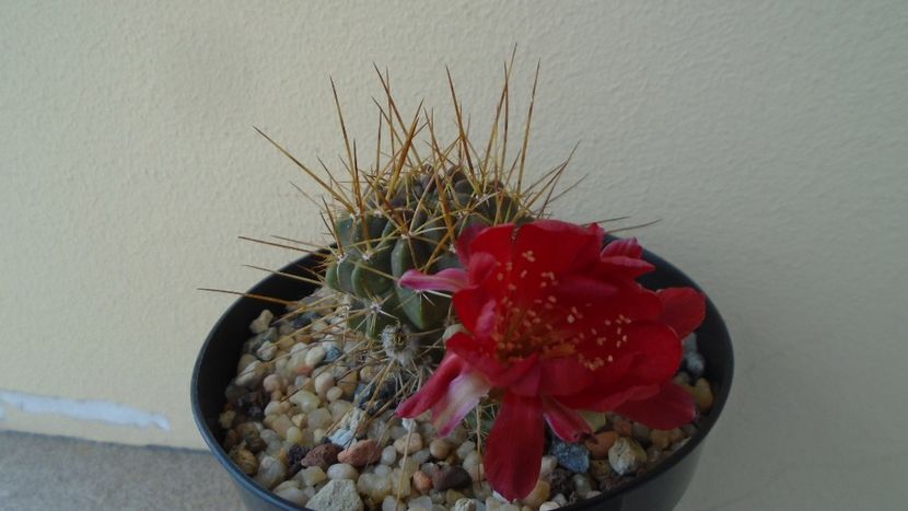 Lobivia aculeata (Echinopsis pentlandii) - Cactusi 2020 evolutie vara bis