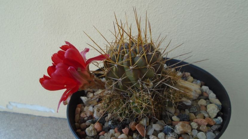Lobivia aculeata (Echinopsis pentlandii) - Cactusi 2020 evolutie vara bis