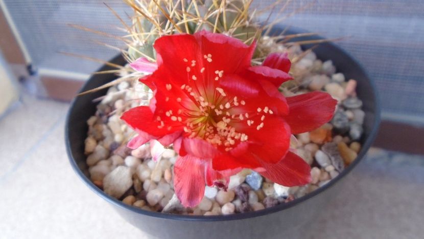 Lobivia aculeata (Echinopsis pentlandii) - Cactusi 2020 evolutie vara bis