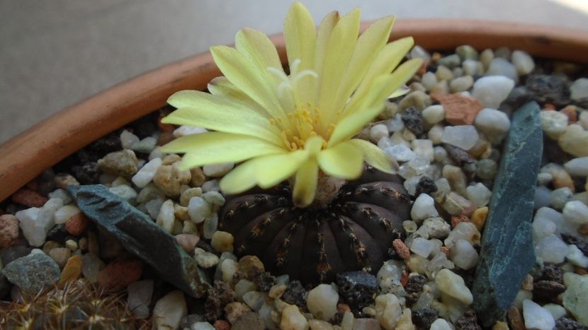 Frailea castanea - Cactusi 2020 evolutie vara bis